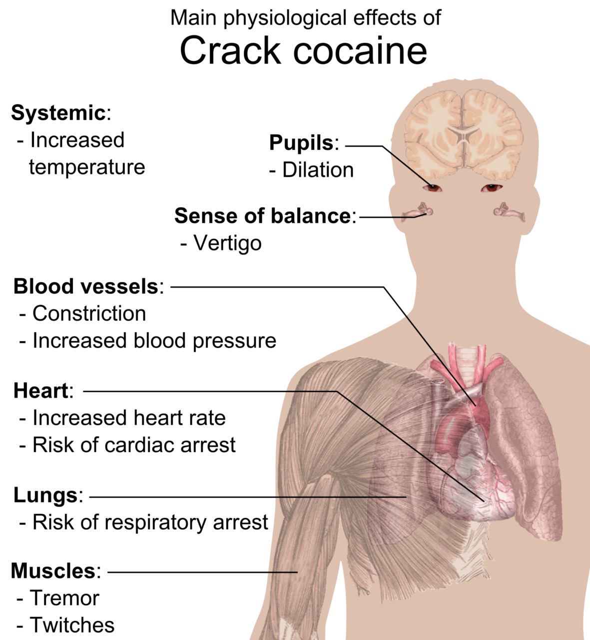 crack vs coke high